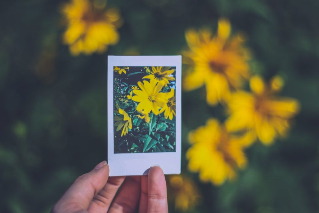 Polaroid photo of a flower