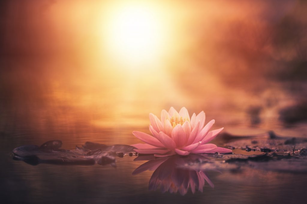 Lotus in golden light