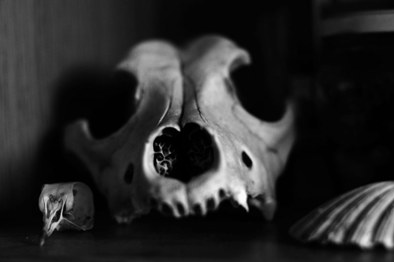 An animal skull