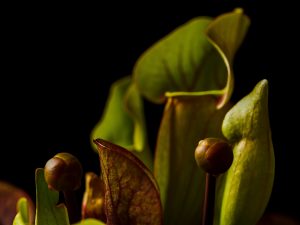 Carnivorous plants live by the river.