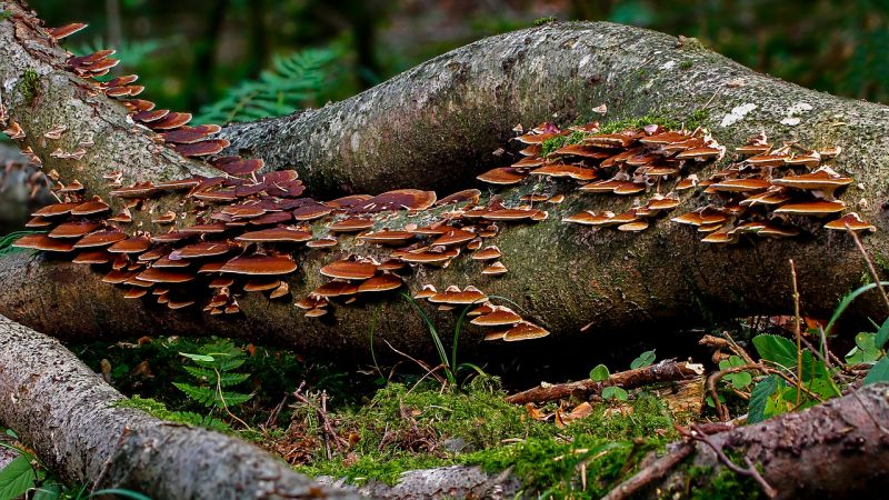 Fungi climbing a fallen log